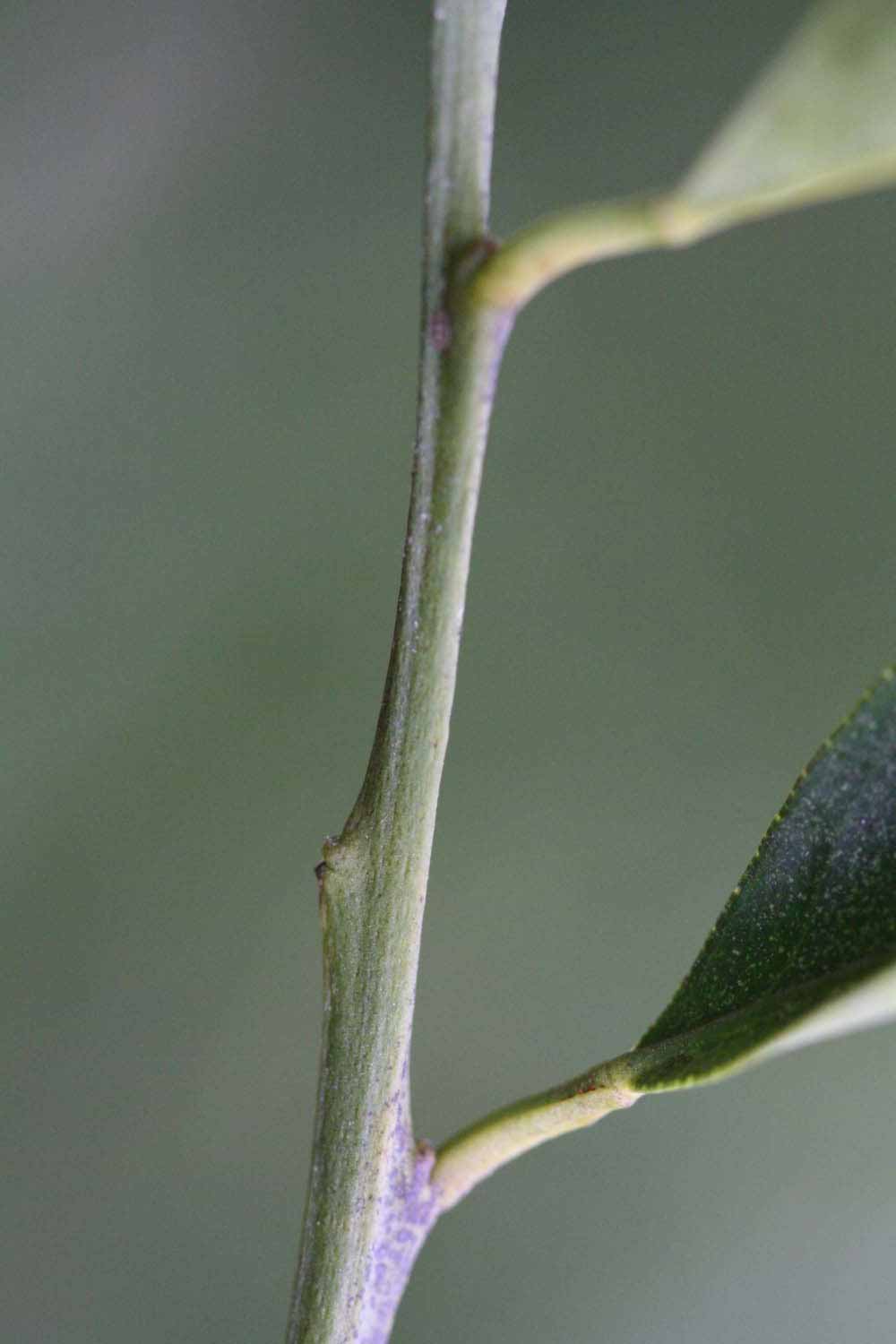              First year twig (Riverside, CA)       